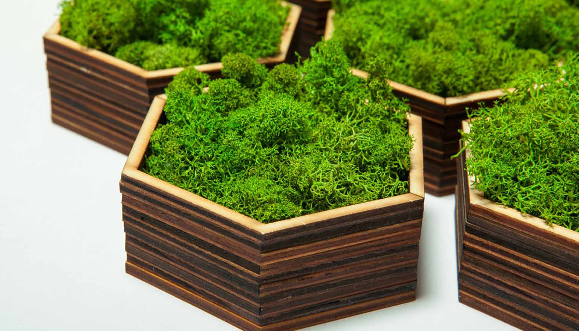 Yosun Duvar Turkey Moss